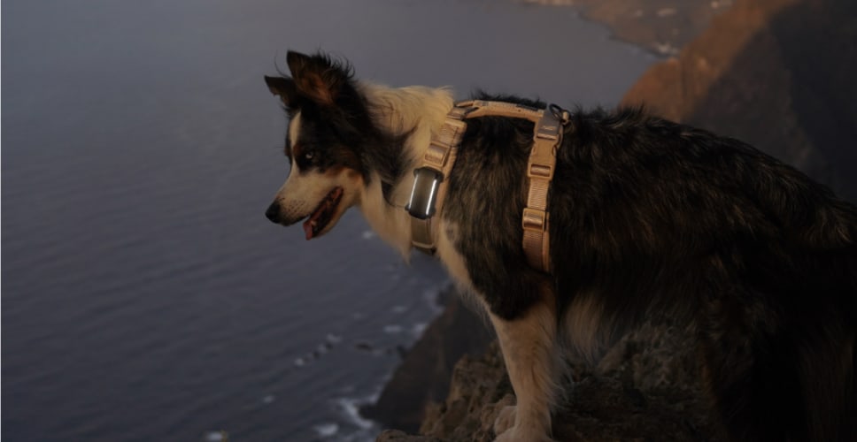 Localizador GPS para perros