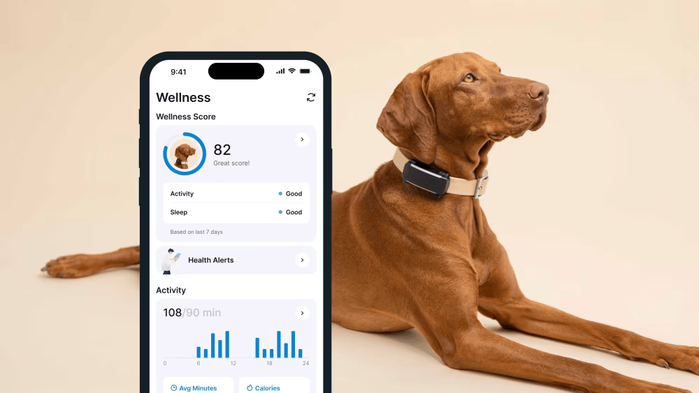 Localizador GPS para perros