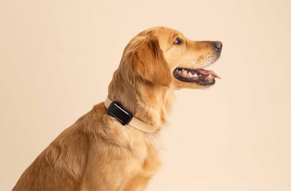 Localizador GPS para perros