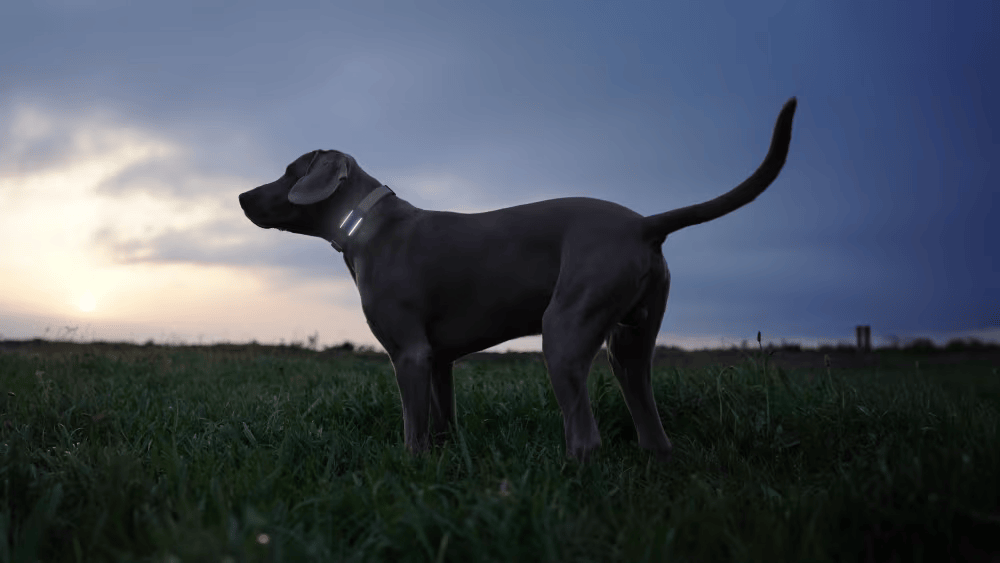 Localizador GPS para perros