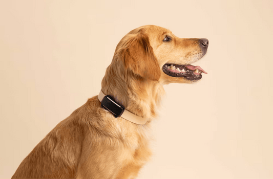 Localizador GPS para perros